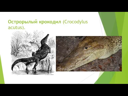Острорылый крокодил (Crocodylus acutus).