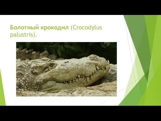 Болотный крокодил (Crocodylus palustris).