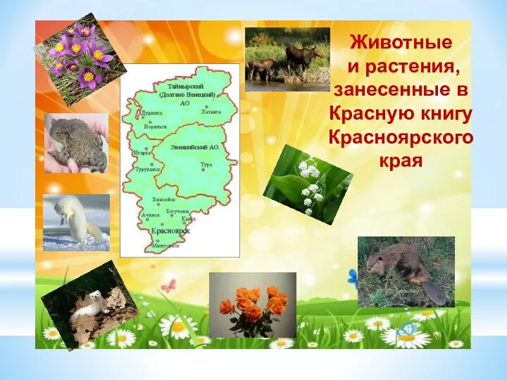 Животные и растения, занесенные в Красную книгу Красноярского края