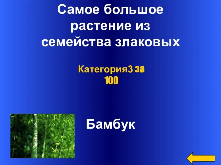 Самое большое растение из семейства злаковых Бамбук Категория3 за 100