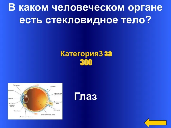 В каком человеческом органе есть стекловидное тело? Глаз Категория3 за 300