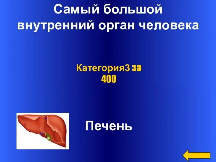 Самый большой внутренний орган человека Печень Категория3 за 400