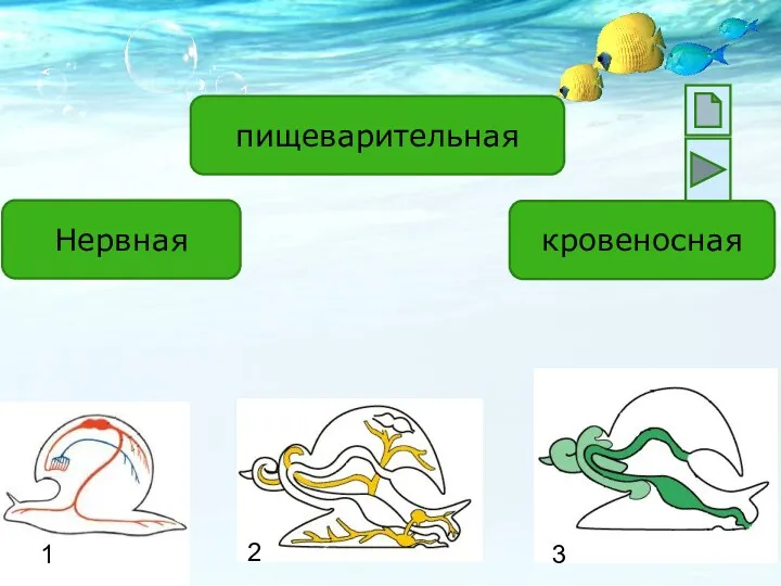 Нервная пищеварительная кровеносная 1 2 3