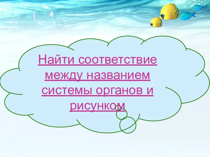 Найти соответствие между названием системы органов и рисунком