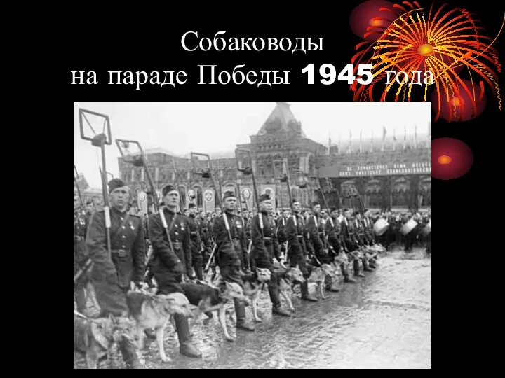 Собаководы на параде Победы 1945 года