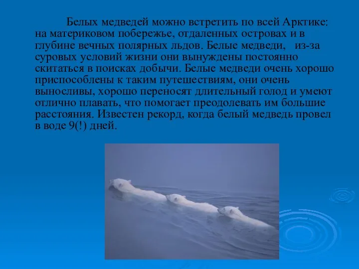 Белых медведей можно встретить по всей Арктике: на материковом побережье,