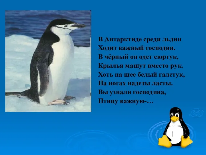 В Антарктиде среди льдин Ходит важный господин. В чёрный он