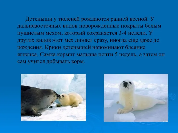Детеныши у тюленей рождаются ранней весной. У дальневосточных видов новорожденные