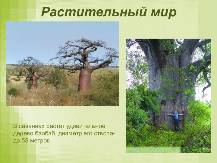 Растительный мир В саваннах растет удивительное дерево баобаб, диаметр его ствола- до 55 метров.