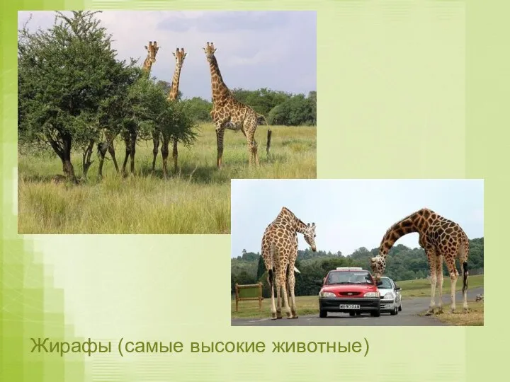 Жирафы (самые высокие животные)