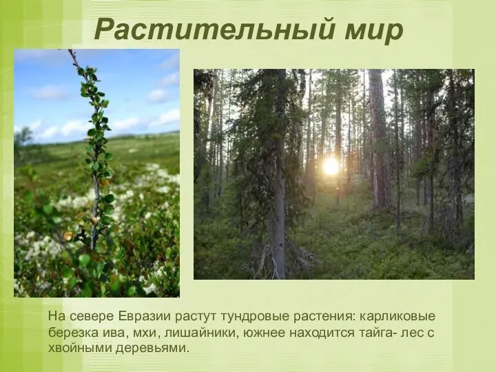 Растительный мир На севере Евразии растут тундровые растения: карликовые березка ива, мхи, лишайники,