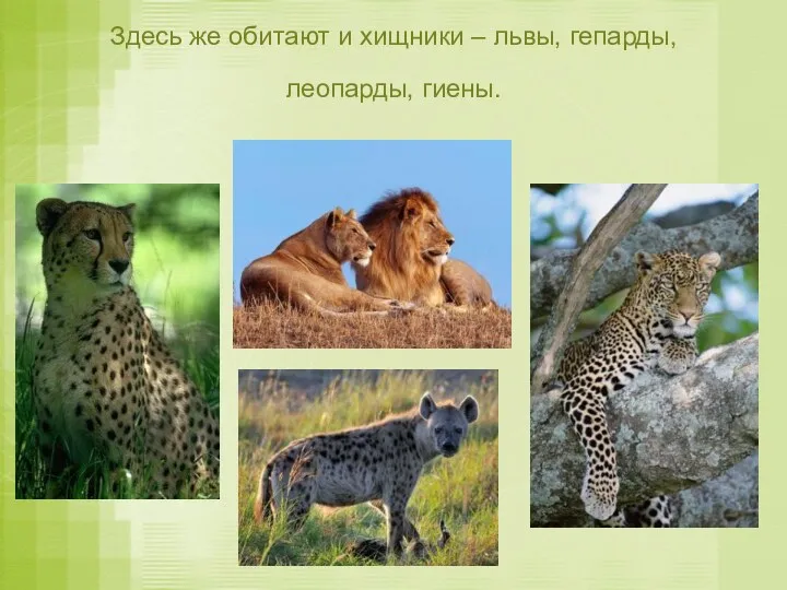 Здесь же обитают и хищники – львы, гепарды, леопарды, гиены.