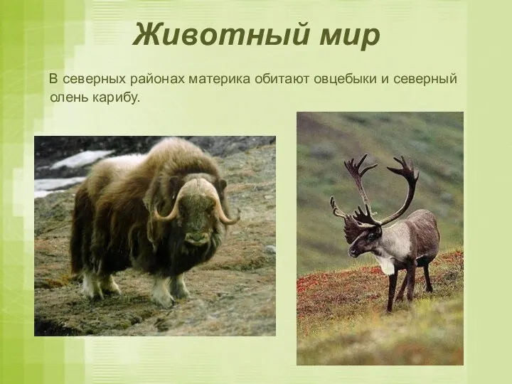 Животный мир В северных районах материка обитают овцебыки и северный олень карибу.