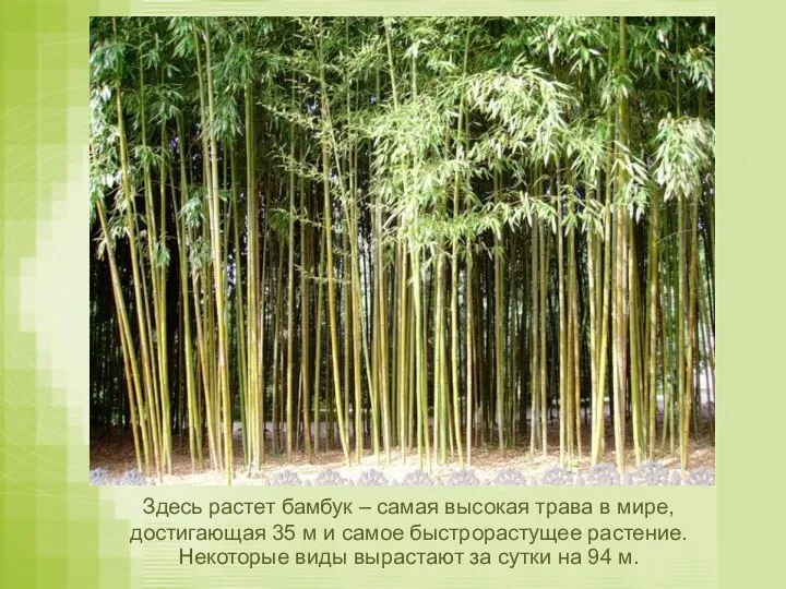 Здесь растет бамбук – самая высокая трава в мире, достигающая 35 м и