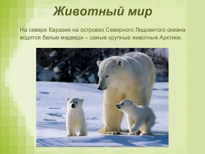 Животный мир На севере Евразии на островах Северного Ледовитого океана водятся белые медведи