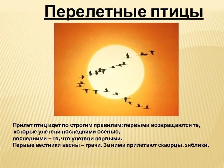 Перелетные птицы Прилет птиц идет по строгим правилам: первыми возвращаются