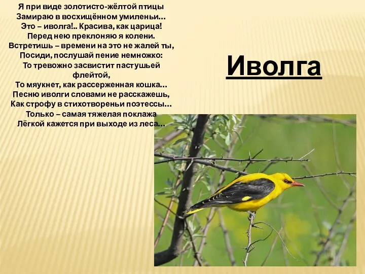 Я при виде золотисто-жёлтой птицы Замираю в восхищённом умиленьи… Это