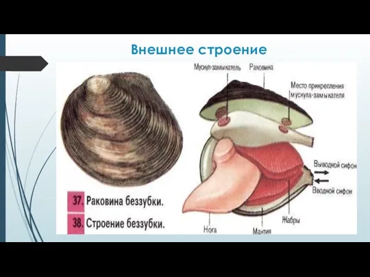 Внешнее строение