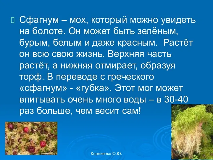 Корниенко О.Ю. Сфагнум – мох, который можно увидеть на болоте.