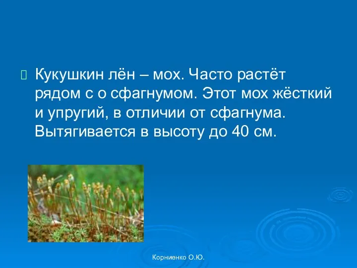 Корниенко О.Ю. Кукушкин лён – мох. Часто растёт рядом с
