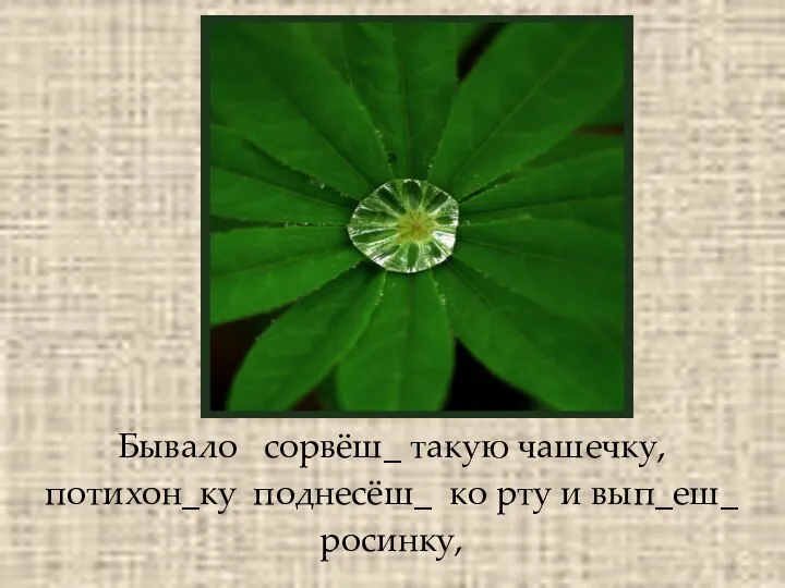 Бывало сорвёш_ такую чашечку, потихон_ку поднесёш_ ко рту и вып_еш_ росинку,