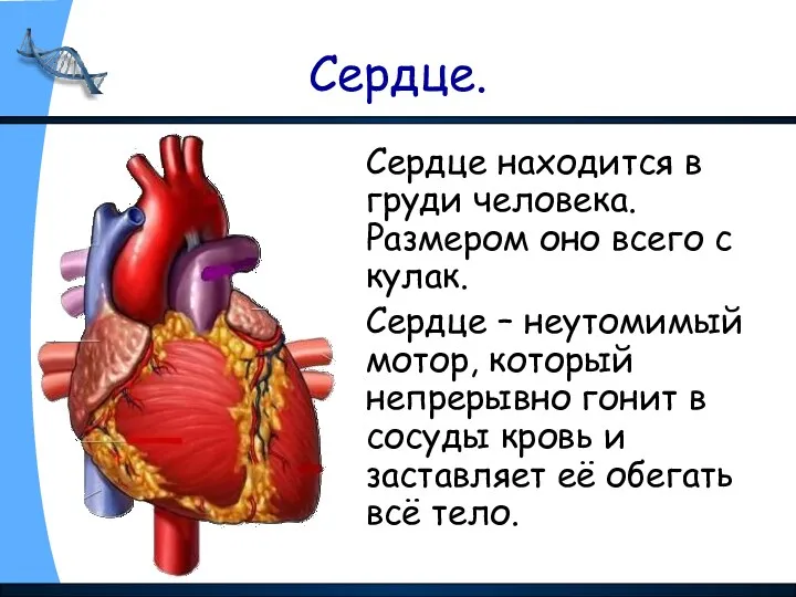 Сердце. Сердце находится в груди человека. Размером оно всего с кулак. Сердце –