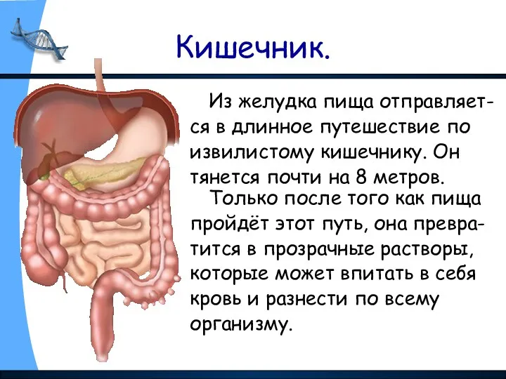 Кишечник. Из желудка пища отправляет- ся в длинное путешествие по извилистому кишечнику. Он