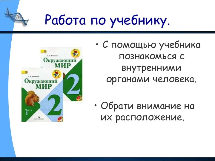 Работа по учебнику. С помощью учебника познакомься с внутренними органами человека. Обрати внимание на их расположение.