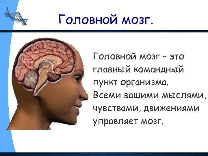 Головной мозг. Головной мозг – это главный командный пункт организма. Всеми вашими мыслями,