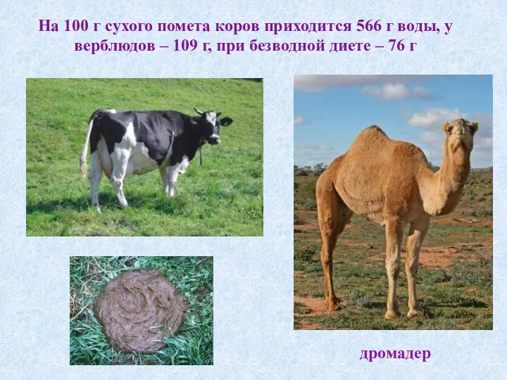 На 100 г сухого помета коров приходится 566 г воды, у верблюдов –