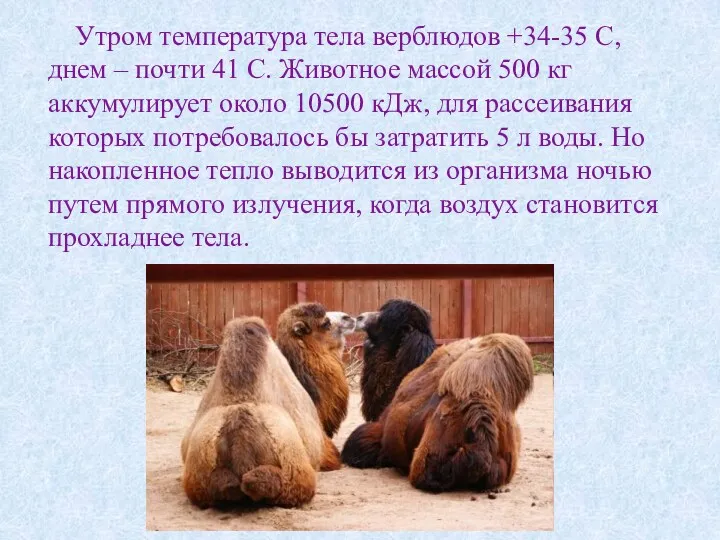 Утром температура тела верблюдов +34-35 С, днем – почти 41 С. Животное массой