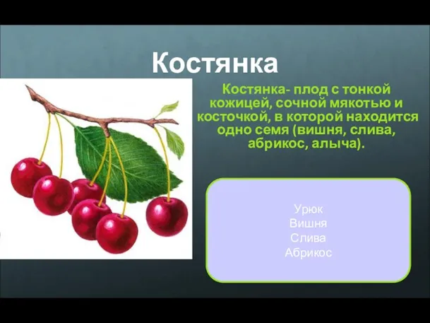 Костянка Костянка- плод с тонкой кожицей, сочной мякотью и косточкой, в которой находится