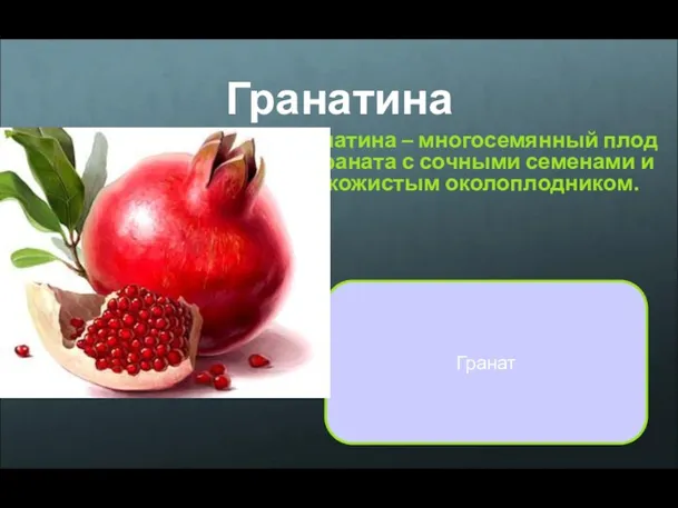 Гранатина Гранатина – многосемянный плод граната с сочными семенами и кожистым околоплодником. Гранат