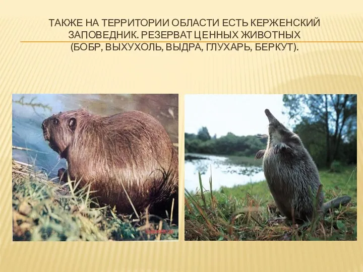 Также на территории области есть Керженский заповедник. Резерват ценных животных (бобр, выхухоль, выдра, глухарь, беркут).