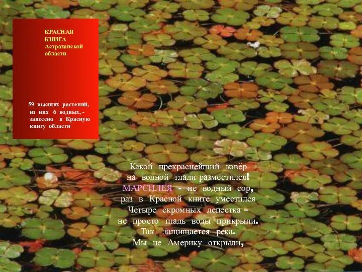 КРАСНАЯ КНИГА Астраханской области 59 высших растений, из них 6