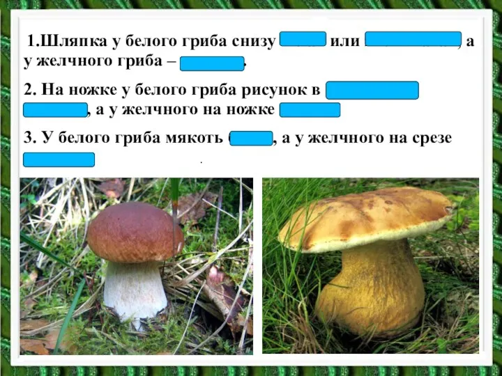 1.Шляпка у белого гриба снизу белая или желтоватая, а у желчного гриба –
