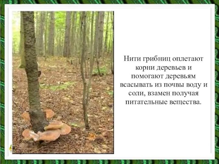 Нити грибниц оплетают корни деревьев и помогают деревьям всасывать из почвы воду и