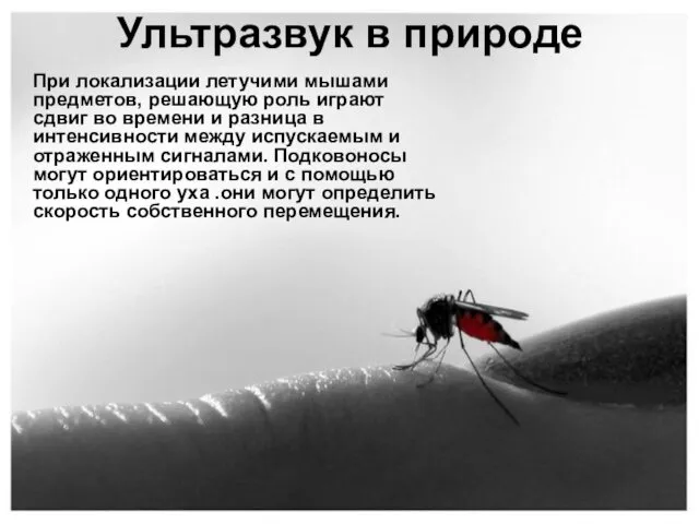 Ультразвук в природе При локализации летучими мышами предметов, решающую роль играют сдвиг во