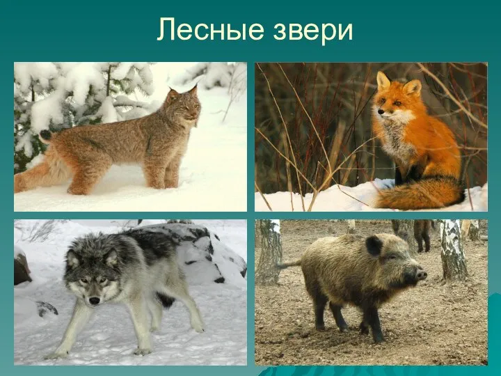 Лесные звери