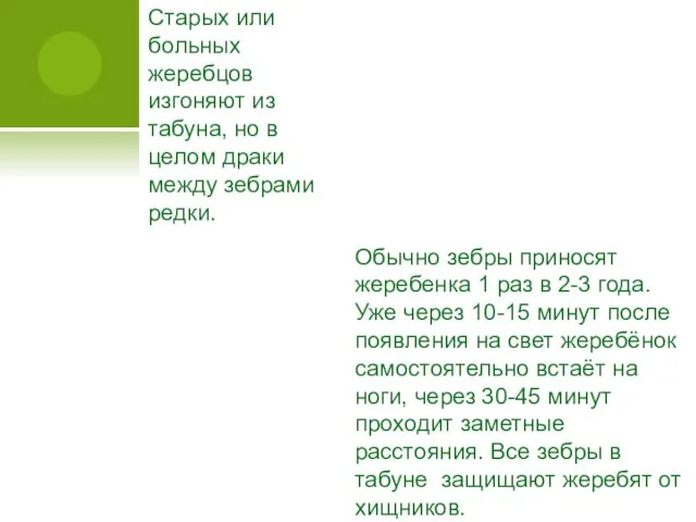 Старых или больных жеребцов изгоняют из табуна, но в целом