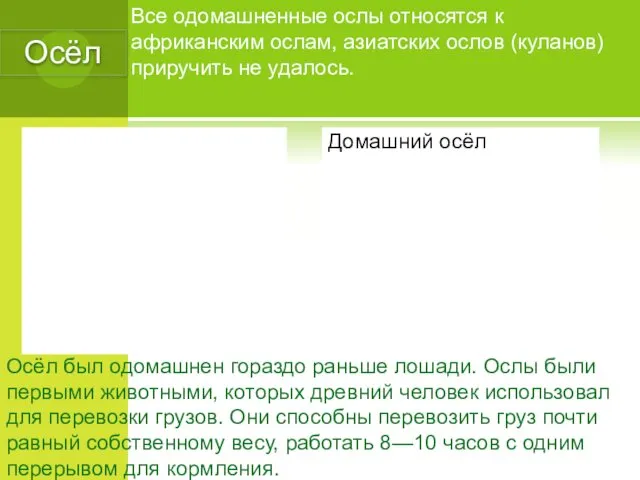 Осёл Все одомашненные ослы относятся к африканским ослам, азиатских ослов