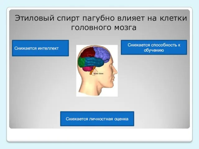 Этиловый спирт пагубно влияет на клетки головного мозга Снижается способность