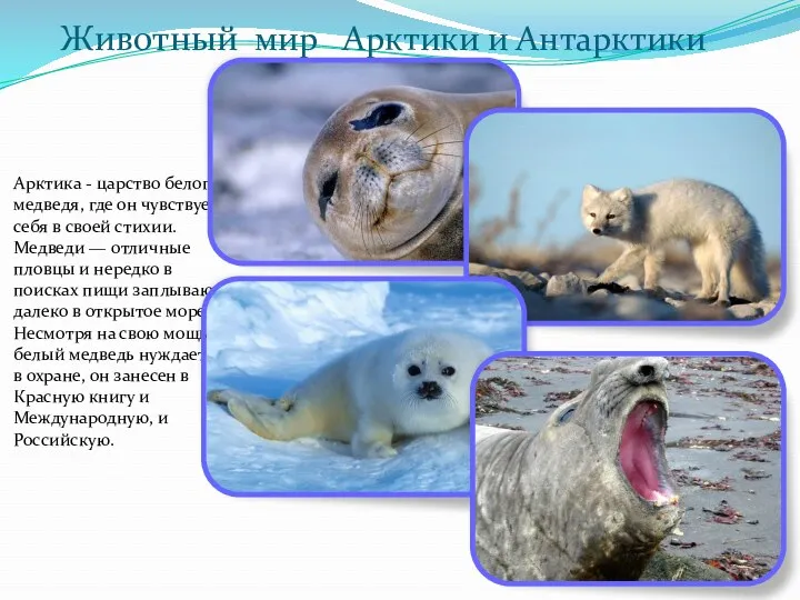 Животный мир Арктики и Антарктики Арктика - царство белого медведя,