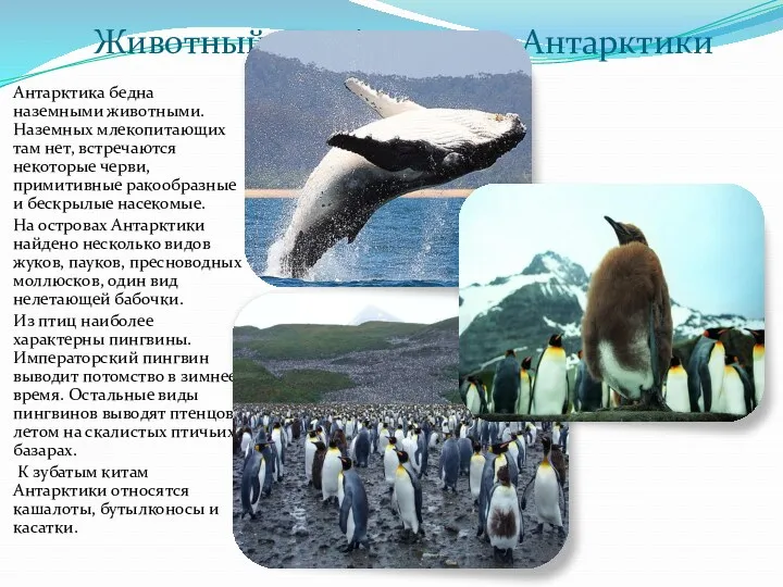 Животный мир Арктики и Антарктики Антарктика бедна наземными животными. Наземных