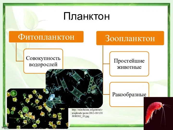 Планктон http://lifeunderwater.ru/wp-content/uploads/2012/01/15.jpg http://mirokeana.selgatrend.ru/uploads/posts/2013-10/1383050382_53.jpg
