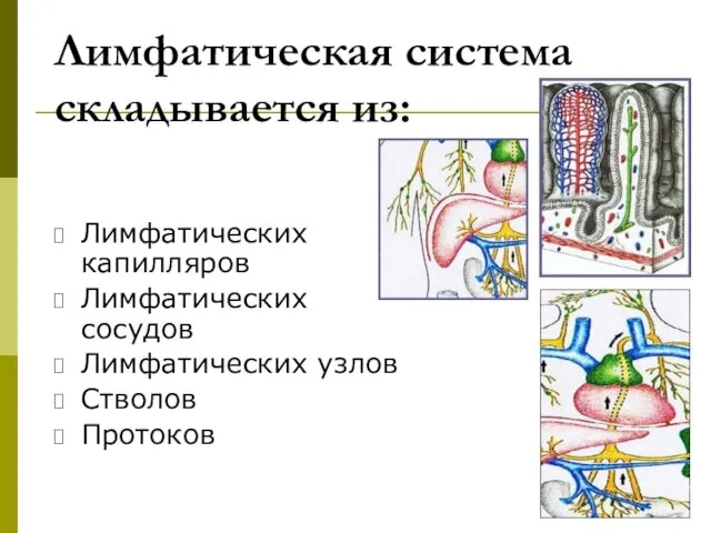 Лимфатическая система складывается из: Лимфатических капилляров Лимфатических сосудов Лимфатических узлов Стволов Протоков