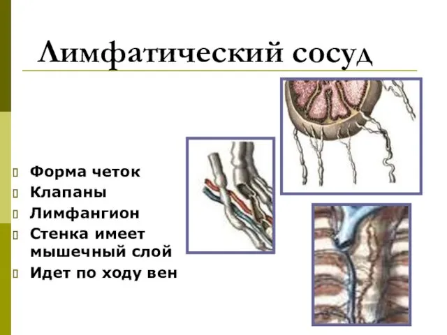 Лимфатический сосуд Форма четок Клапаны Лимфангион Стенка имеет мышечный слой Идет по ходу вен
