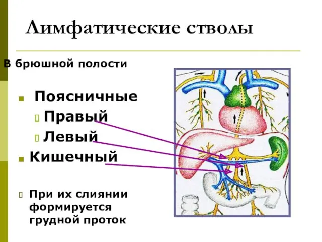 Лимфатические стволы В брюшной полости Поясничные Правый Левый Кишечный При их слиянии формируется грудной проток