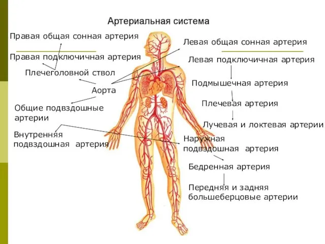 Аорта Плечеголовной ствол Правая подключичная артерия Правая общая сонная артерия Левая подключичная артерия