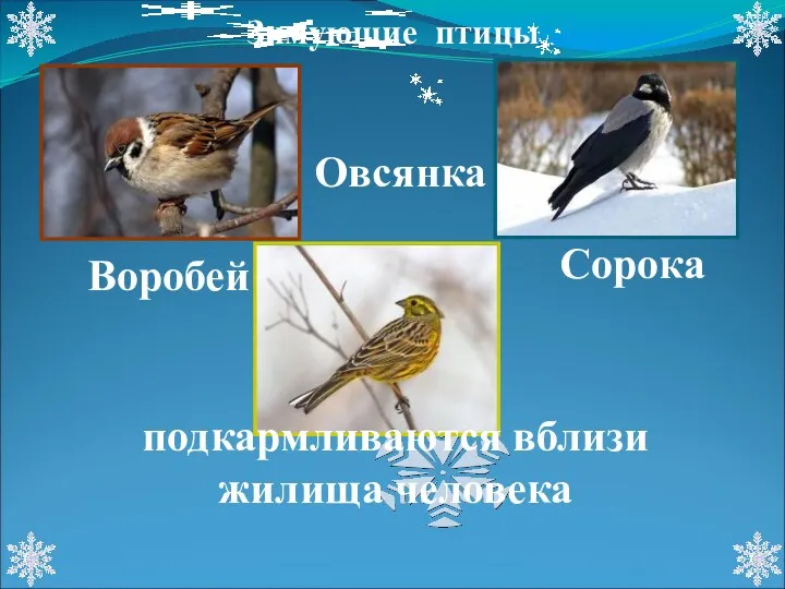 Воробей Овсянка Сорока подкармливаются вблизи жилища человека Зимующие птицы